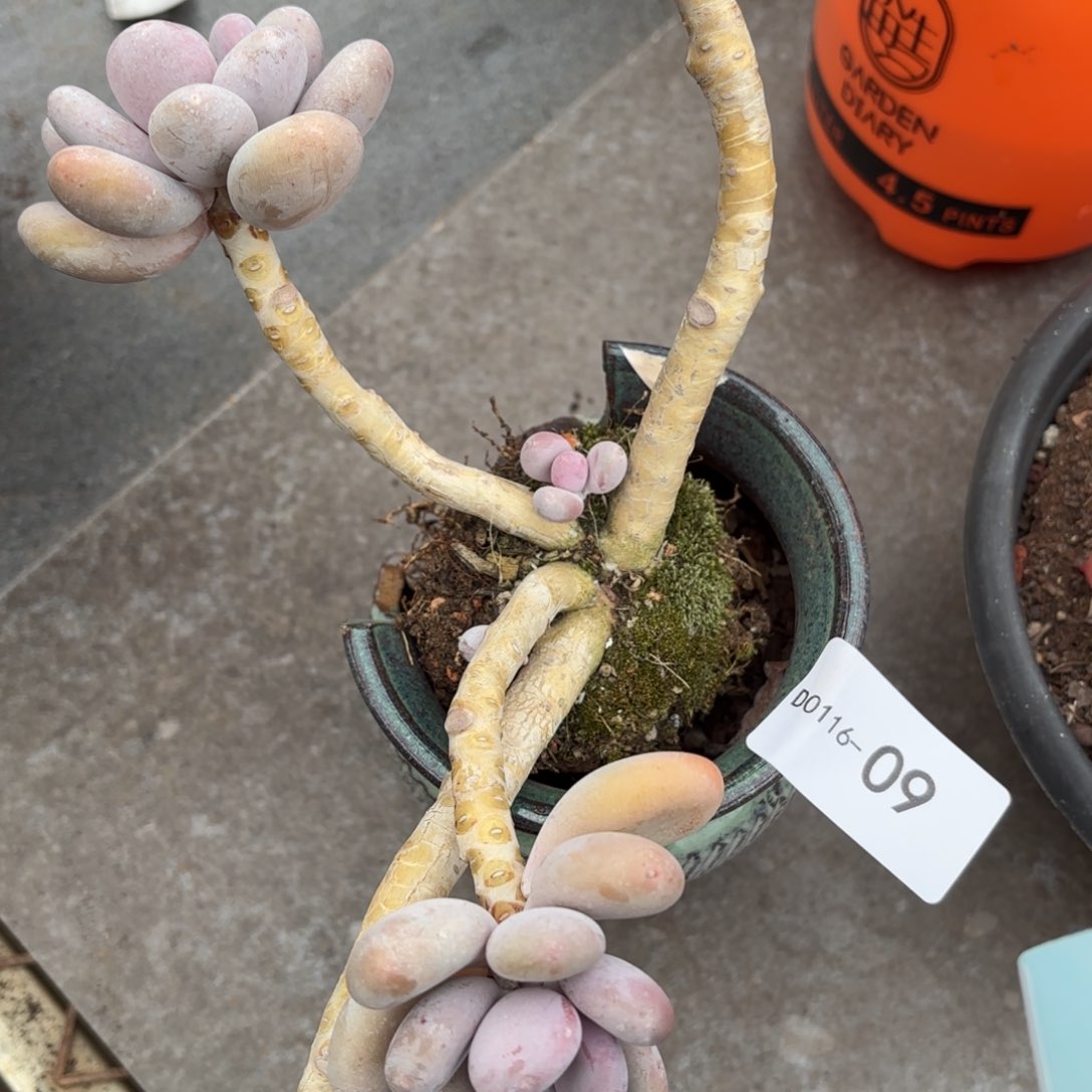 同温层多肉09蛋黄奶