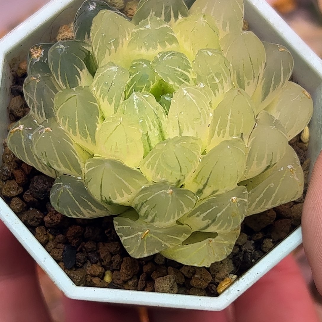 糊斑龙鳞母本六公分母本