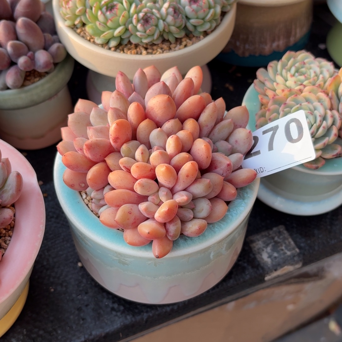 绝***妖塞尔达公主带盆发货270