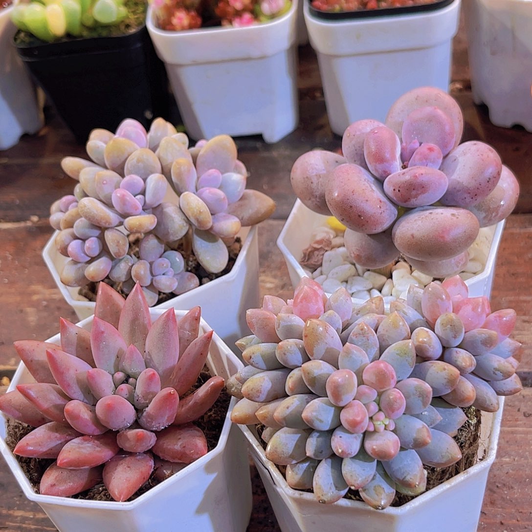 如图4盆1111111111111111