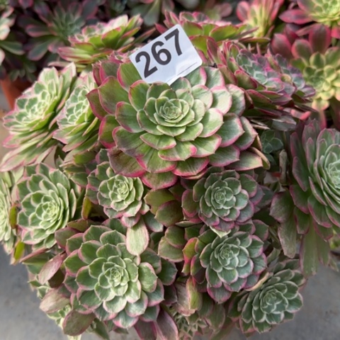 267莲花25厘米左右