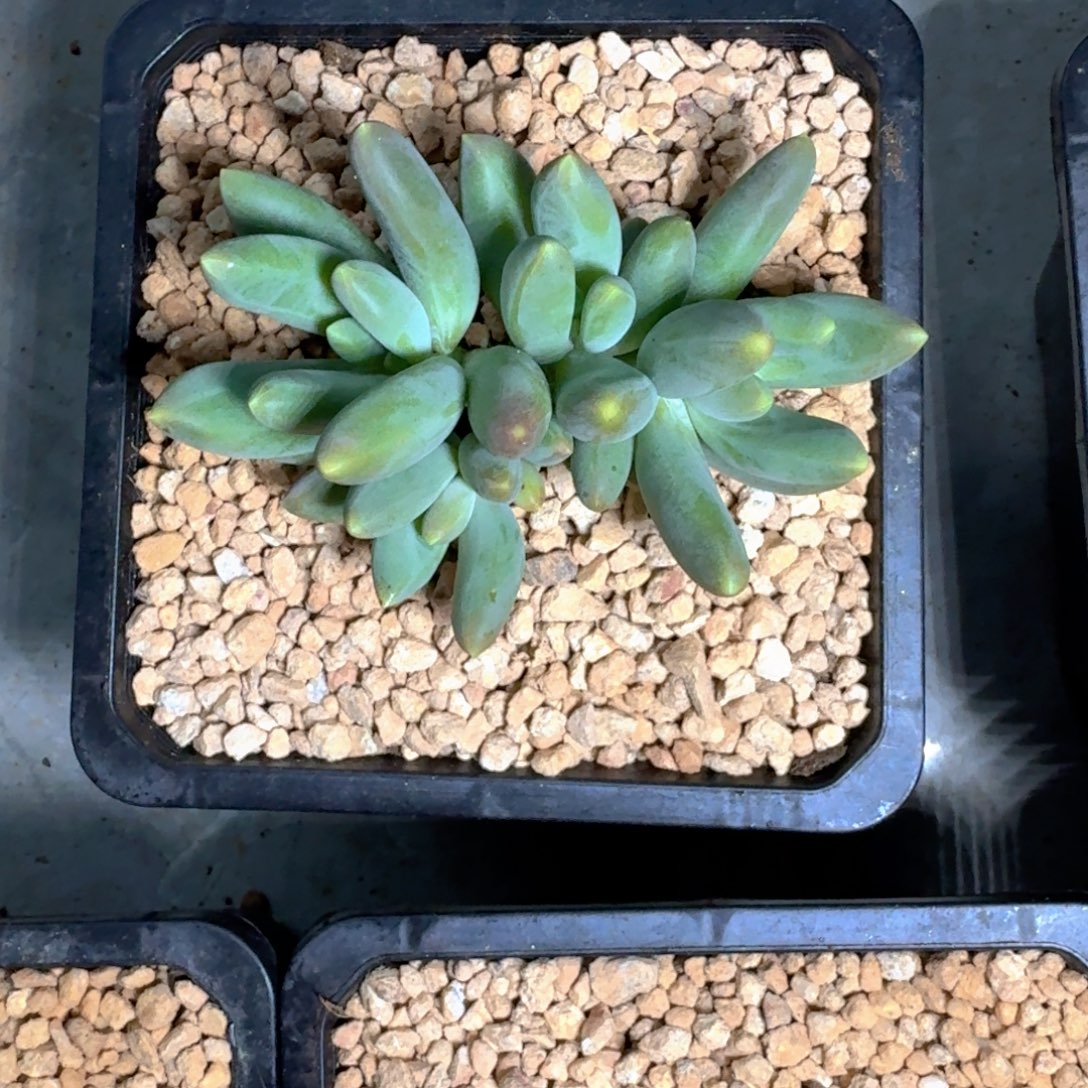 肉***侠蓝眼睛 群生 一物一拍