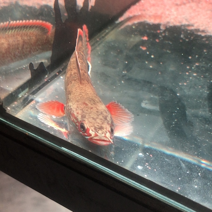 斗鱼血斑一型雷龙