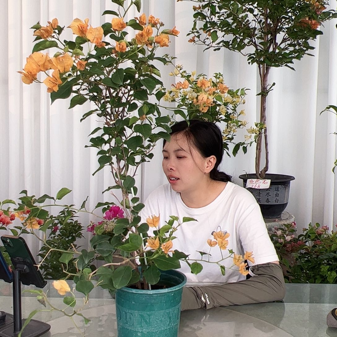 当前无花栽培后可以开花金色光辉一颗