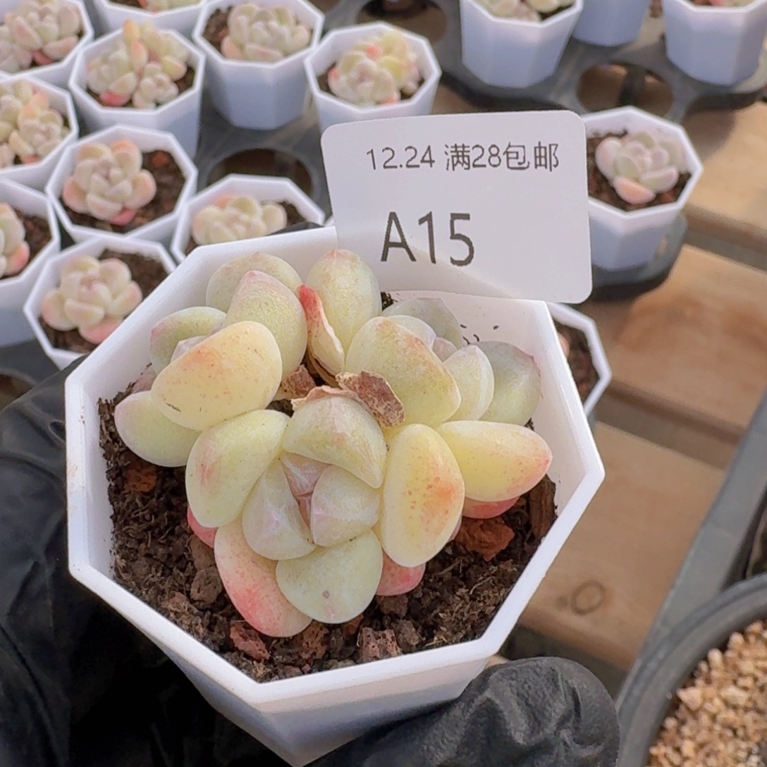 3头糖心杆子冰玉一颗脱土