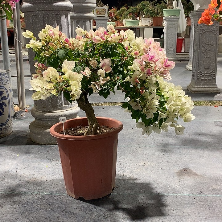 无花朵漳红樱三角梅