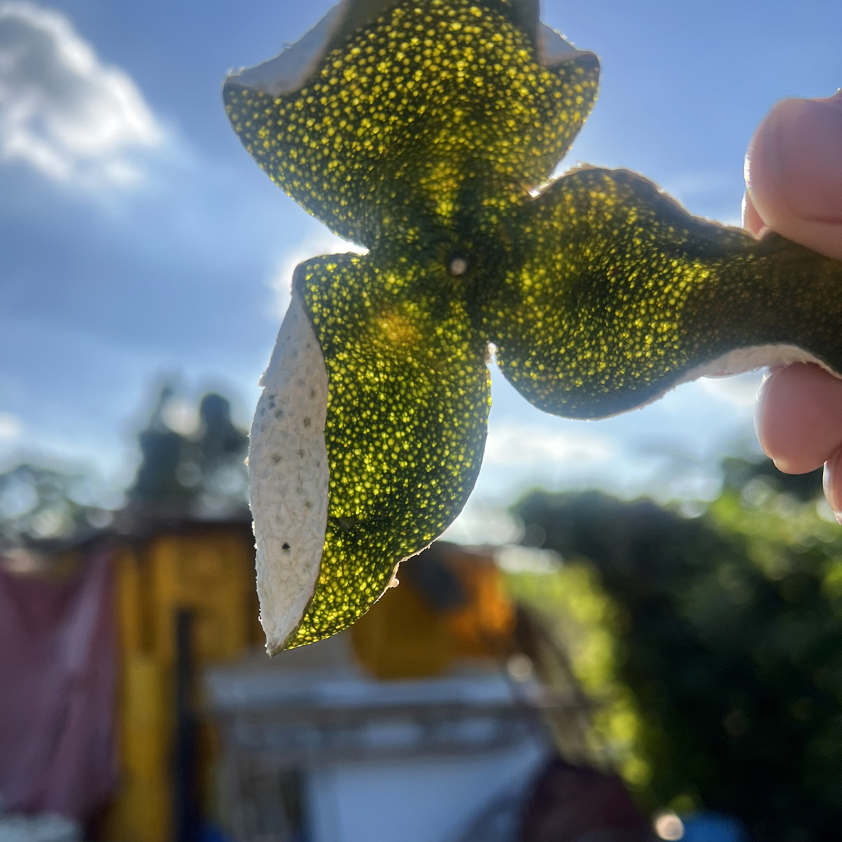 2025年深吕13年老树圈枝二红皮新会陈皮