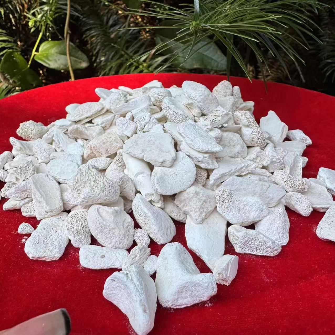 1【龙-骨】净含量：50g-500g【小英现收】