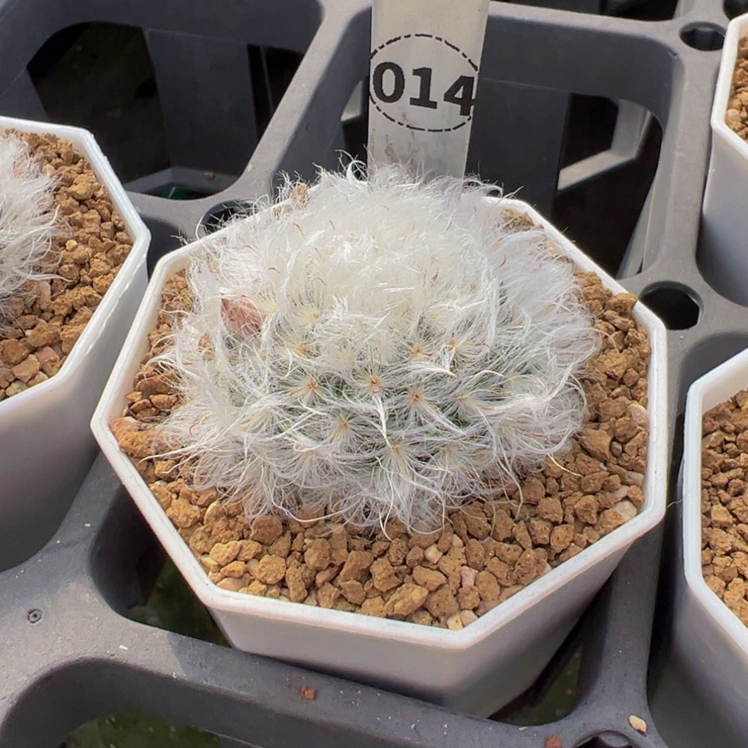铲***ᓗ014实生根白云高砂多肉植物带盆土
