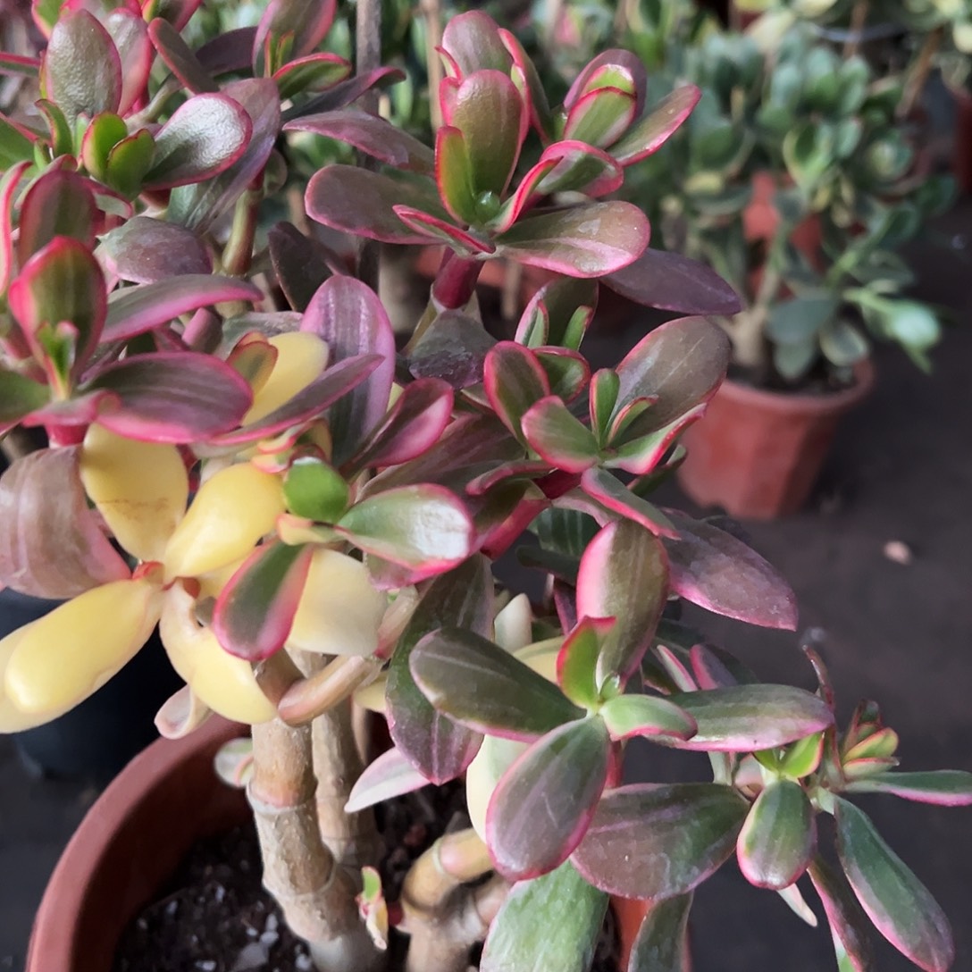 如***以脱土发货加保温发9028