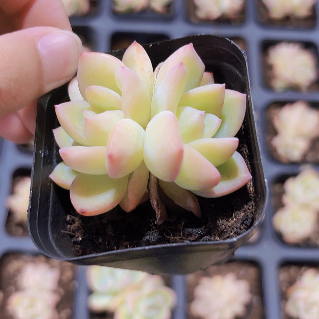 精品双头泡芙多肉植物