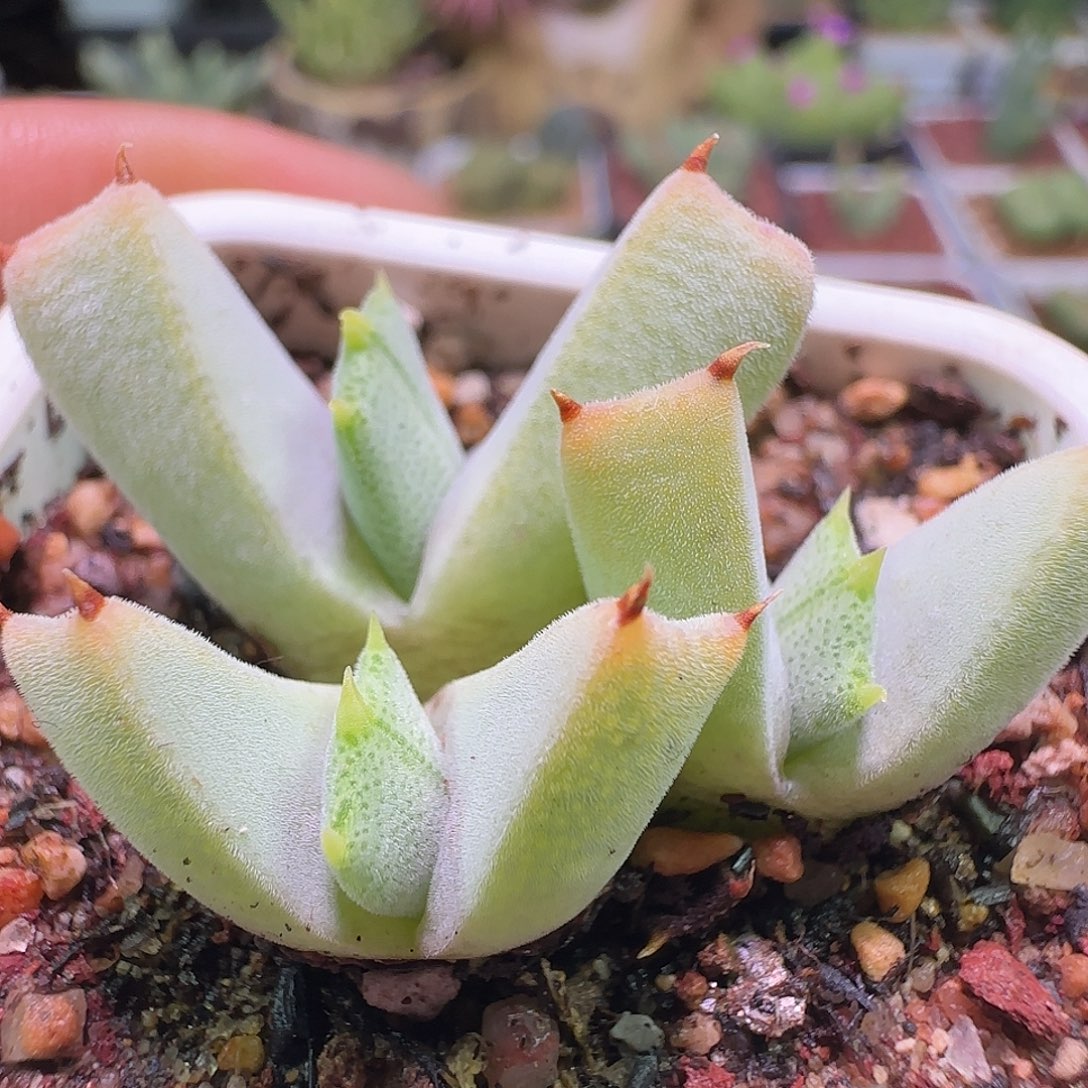 小恶魔。             032