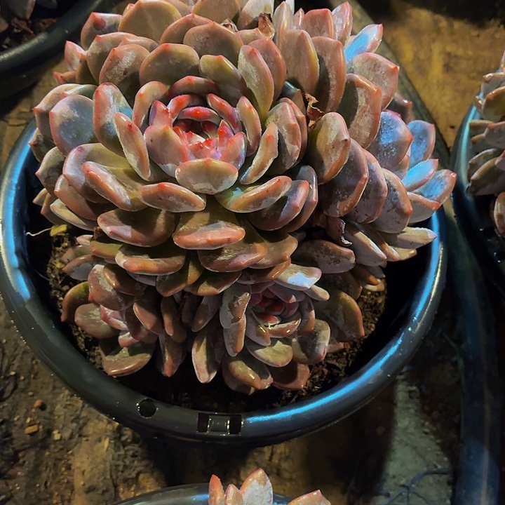 獒***哥丽娟花卉梦露手捧