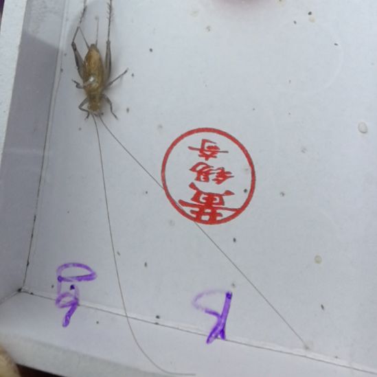 蟋蟀黄锡奇特B乌金背一条