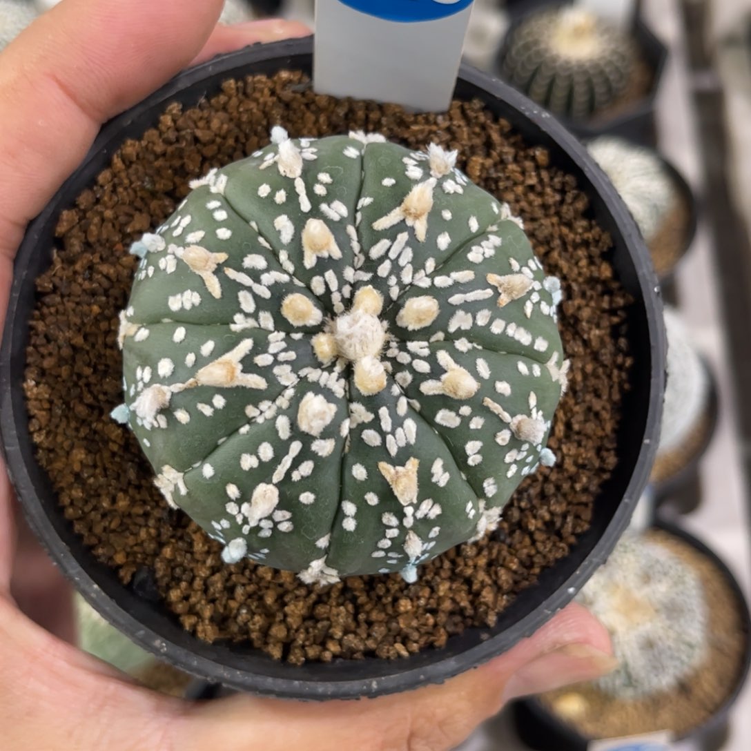 320实生V字兜带盆带土