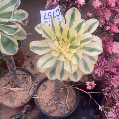 757燕子锦不包断枝