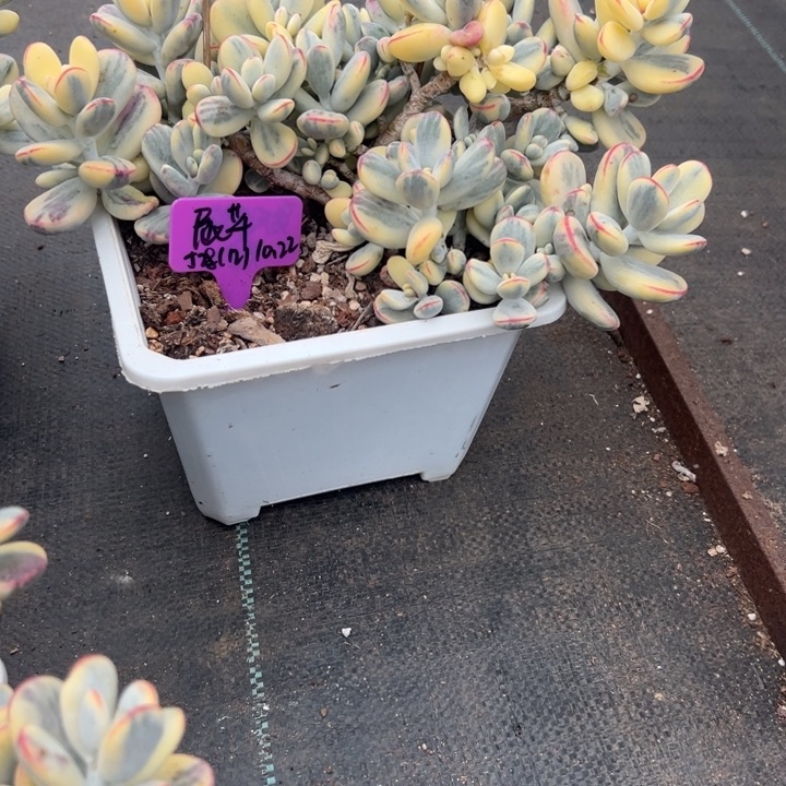 无花朵哈哈哈哈哈哈哈哈