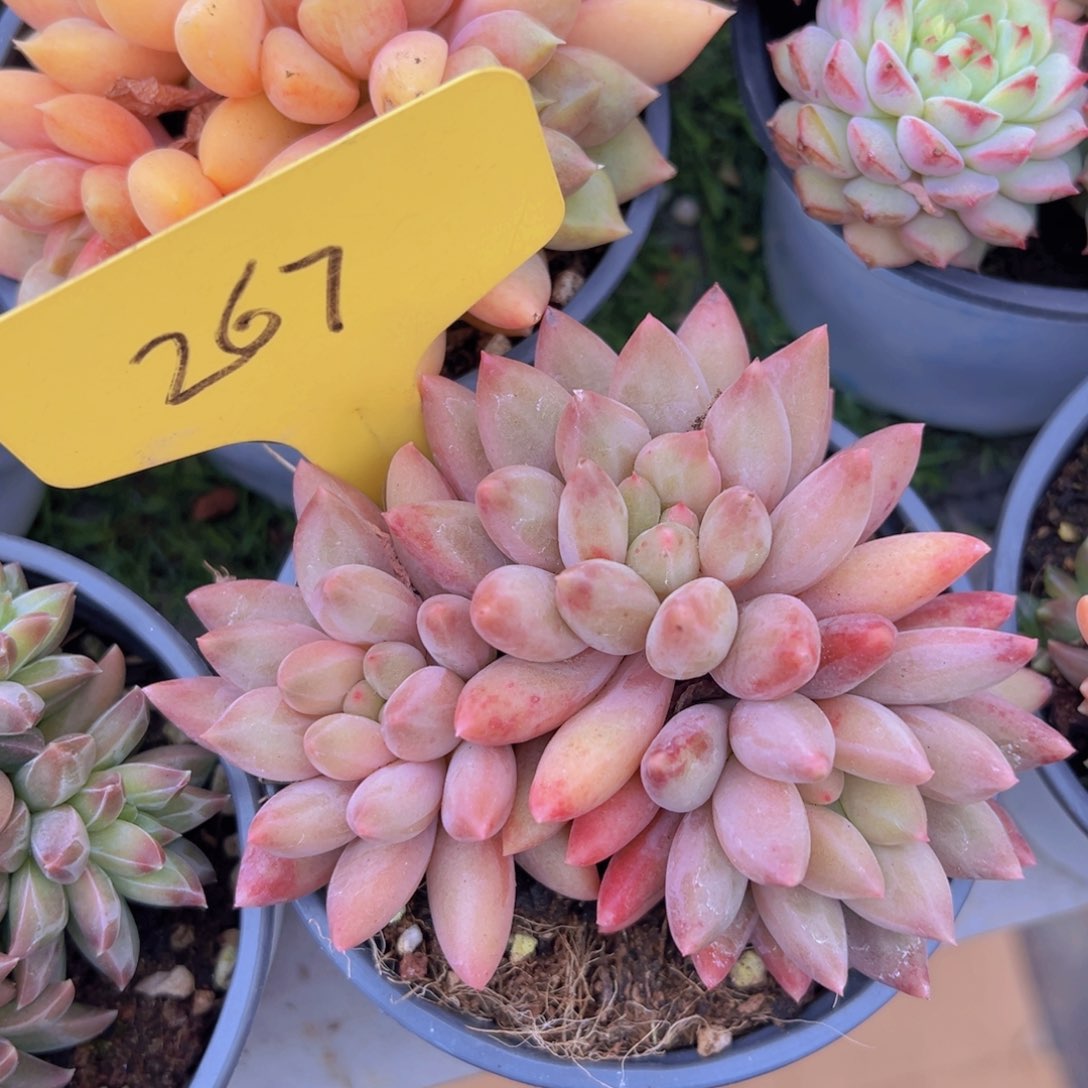 香玉的故事是一个人的