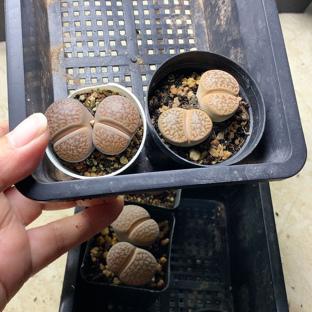 ?**?E261多肉植物保护