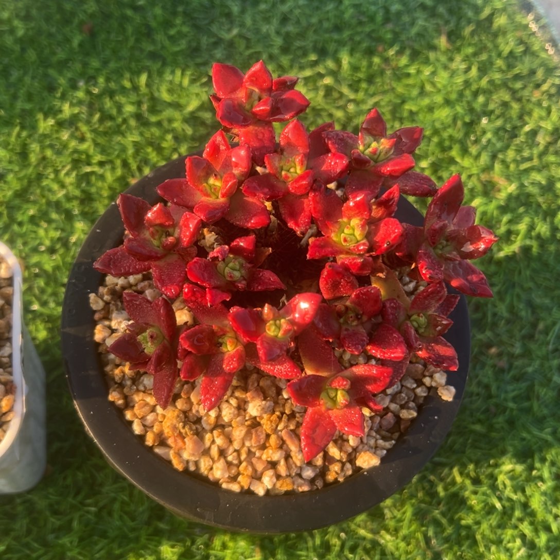 苹果叶～一物一拍1020