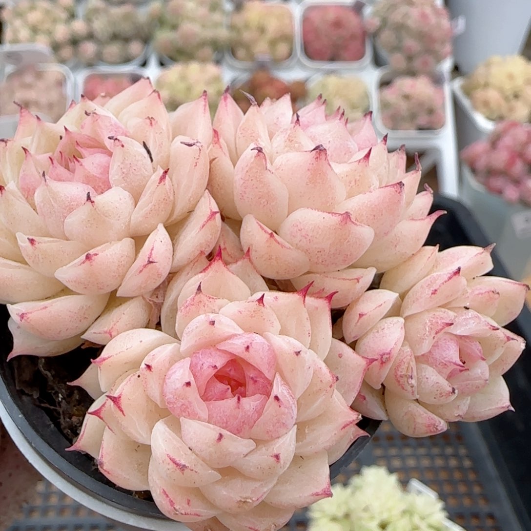 【闪购商品】0126-40小魔仙