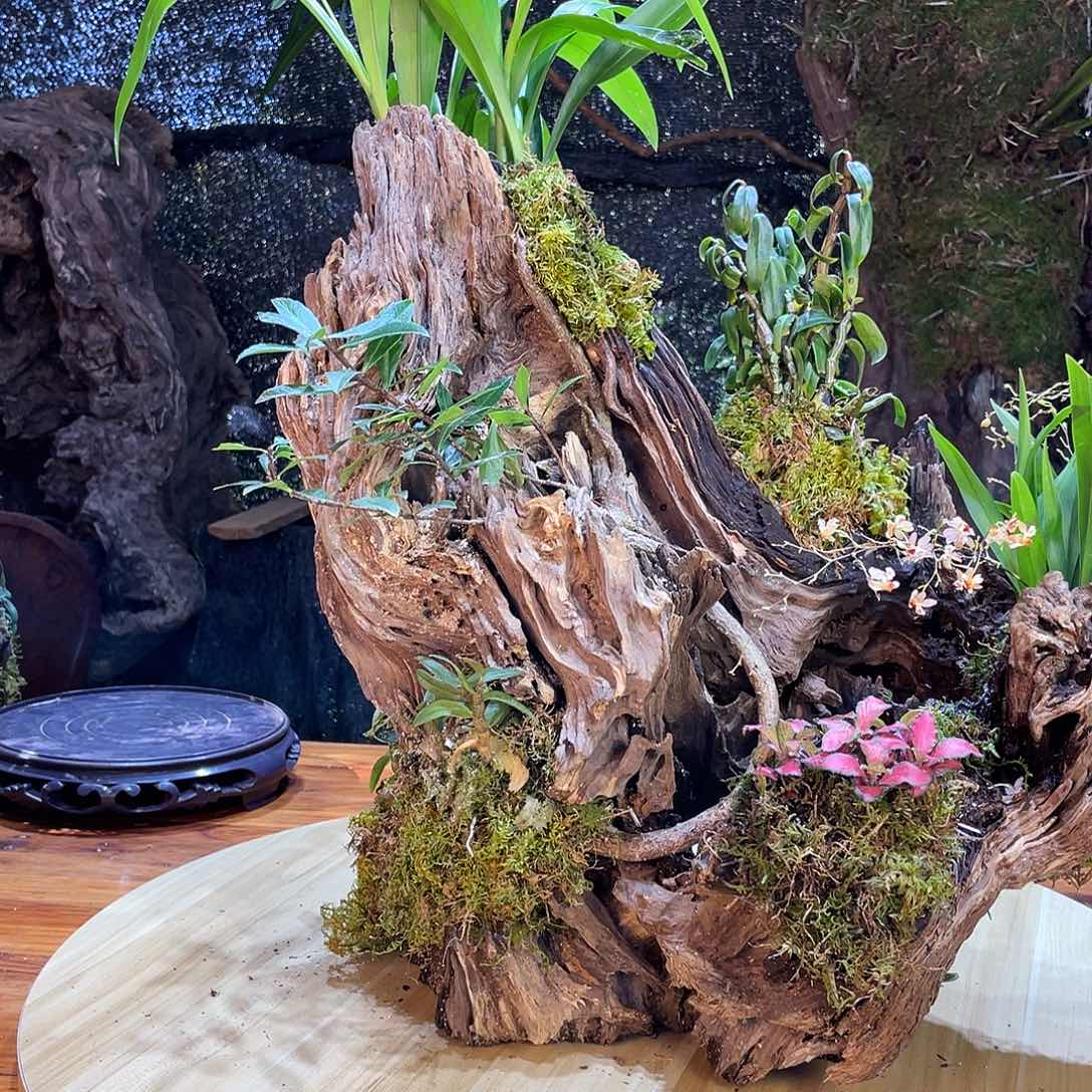 车***修木风化木绿植室内造景