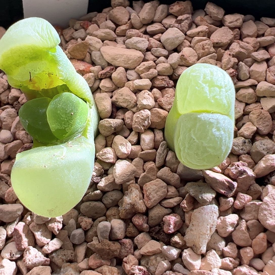 H**a45优选两年半y400两颗