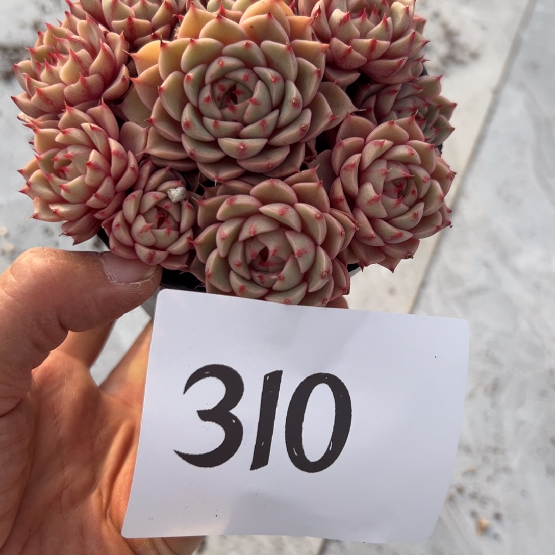 君***君310、新店反反复复尺寸