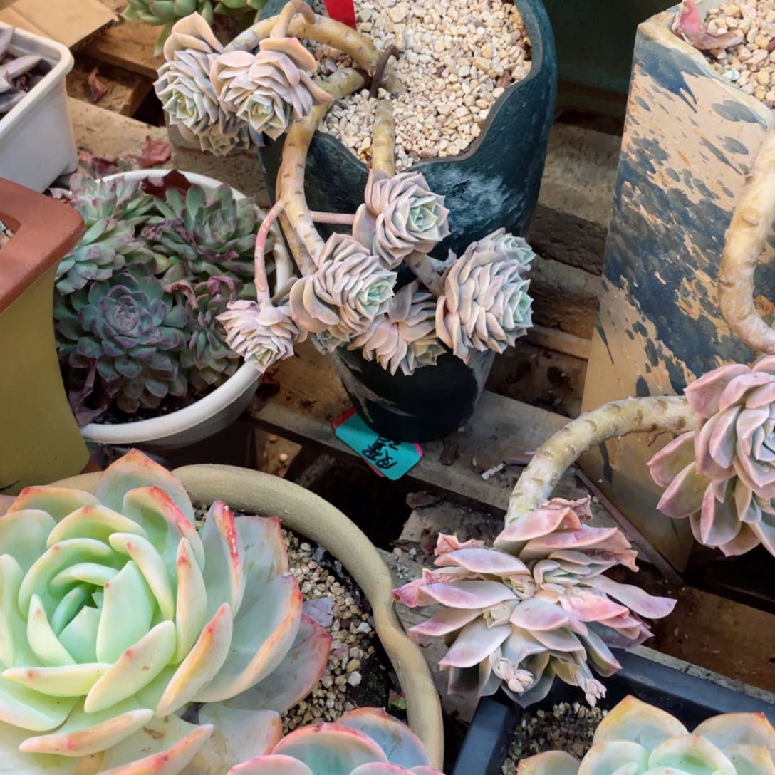 姐妹花，可爱玫瑰,