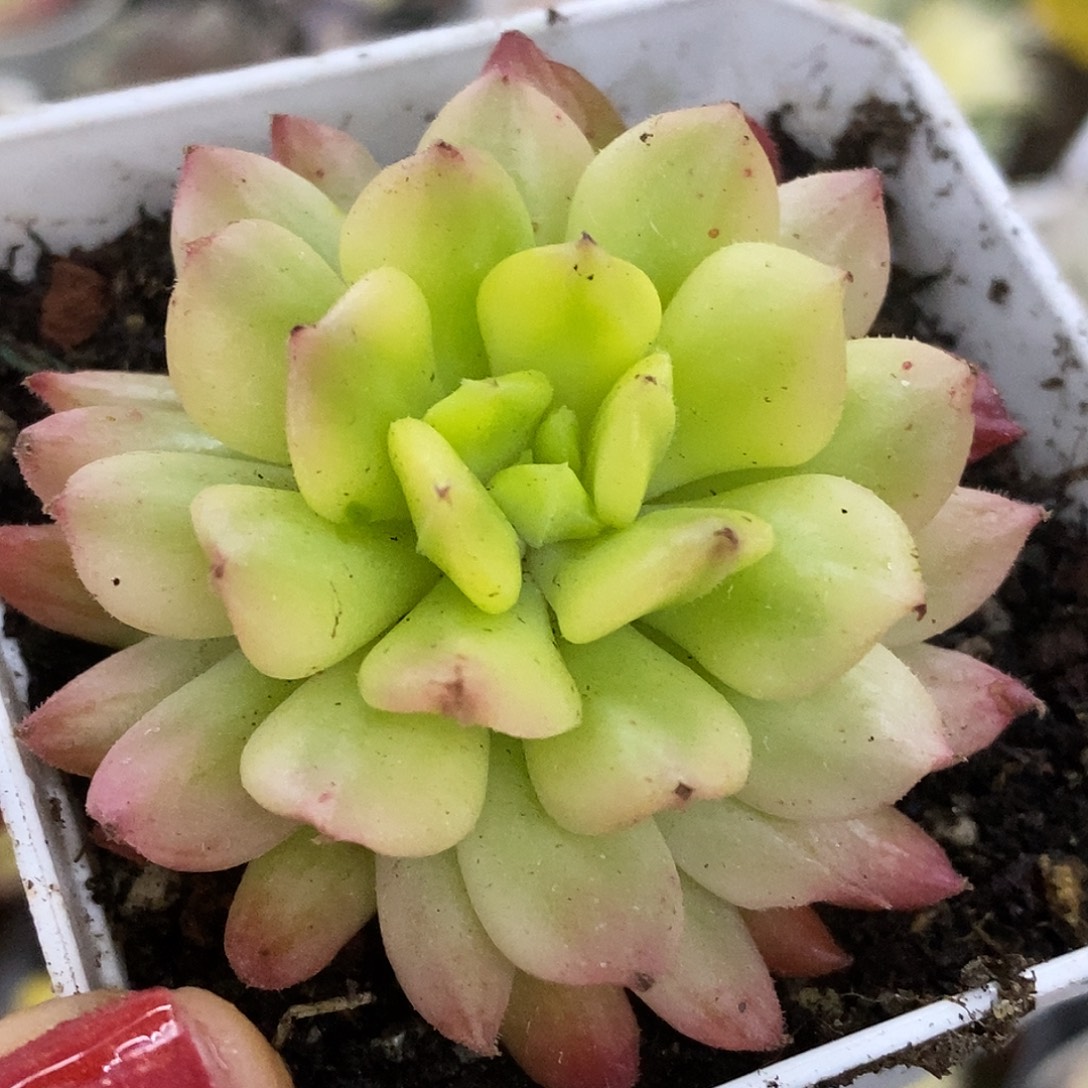 169灯笼头盖哈哈哈哈