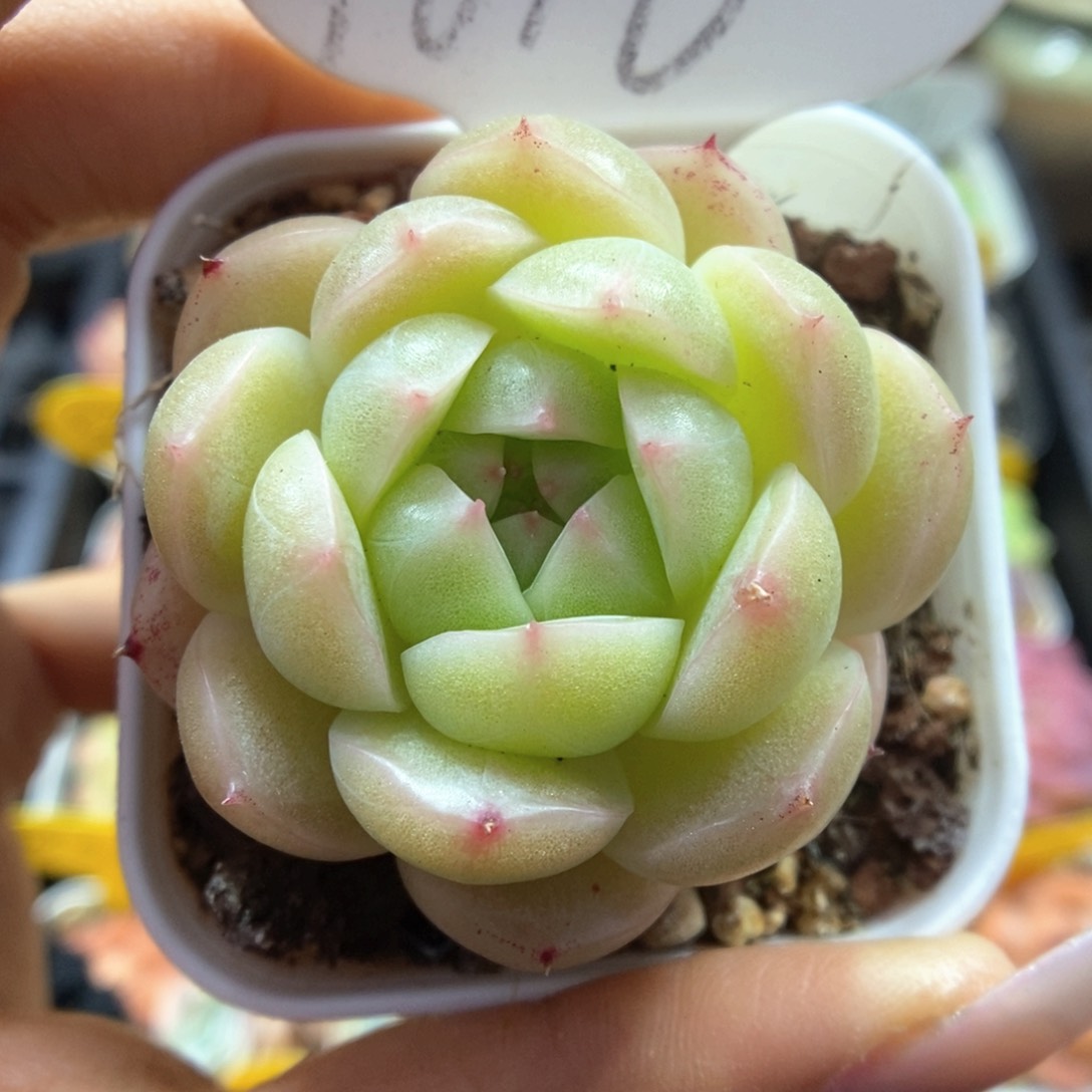 秃子脸麦秆9616号