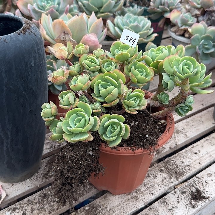 无**心584白凤脱土发货不退不换