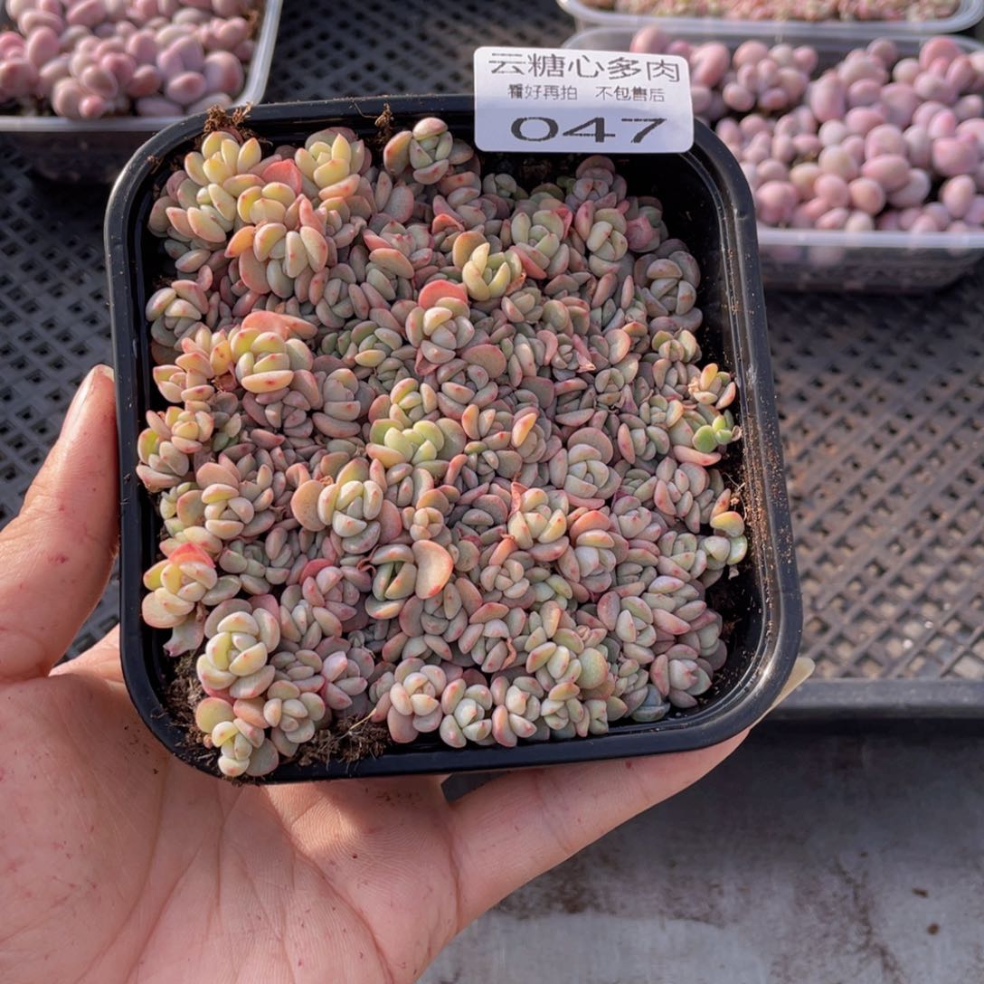 云糖心多肉植物47