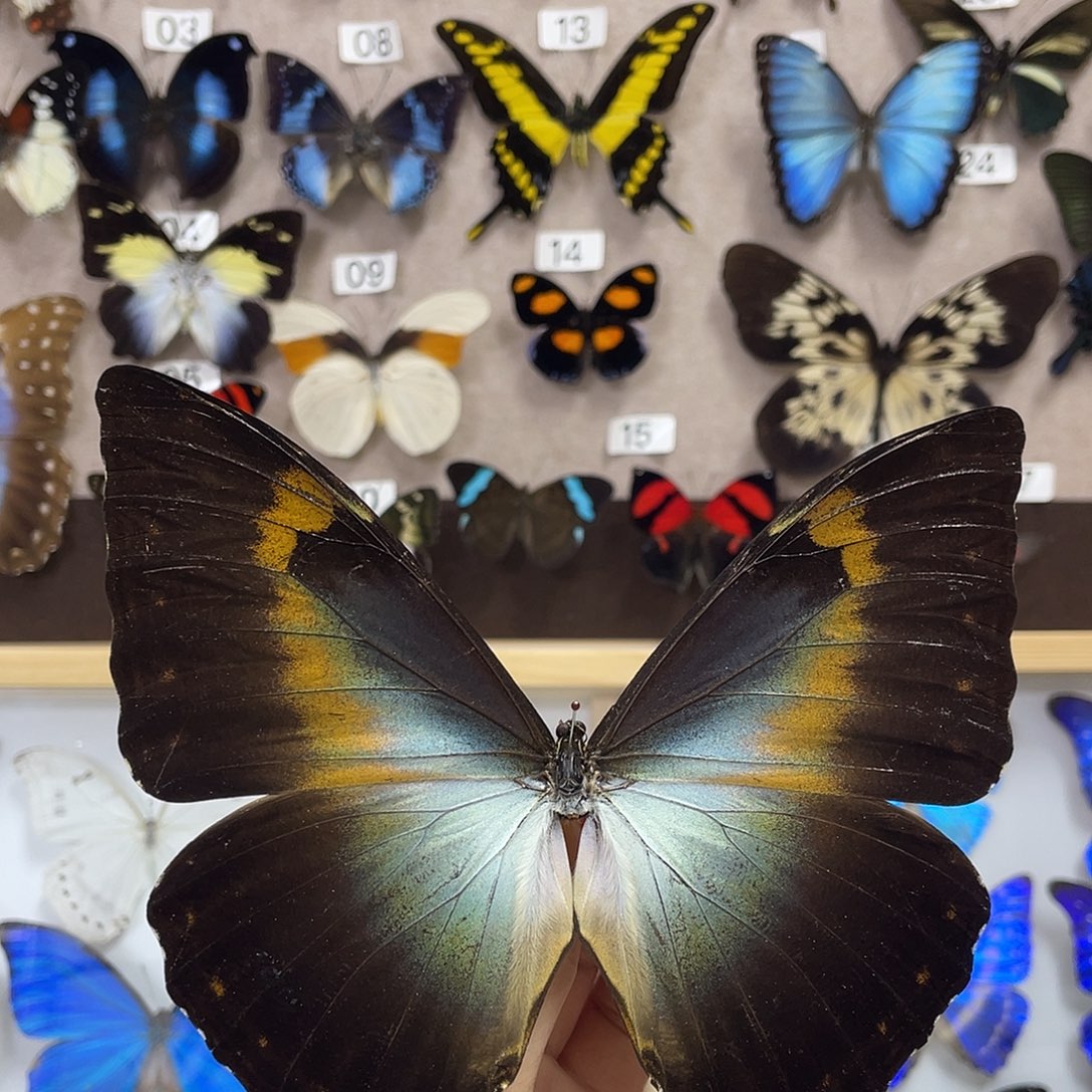 有机玻璃蝴蝶标本