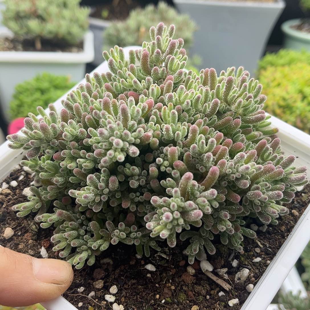 70冰晶优选枝干番杏