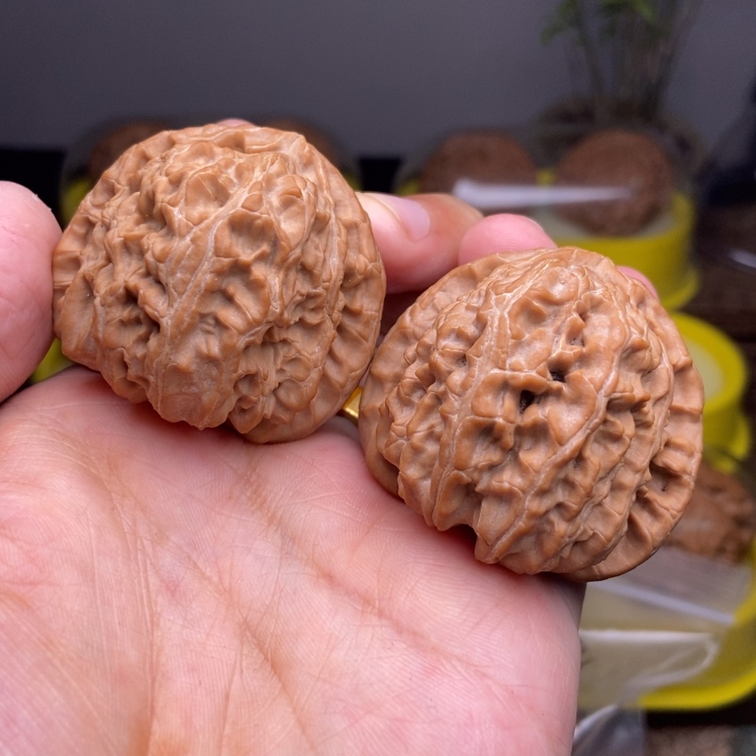 文玩核桃吊坠全品43尺三角白红皮山地展台品