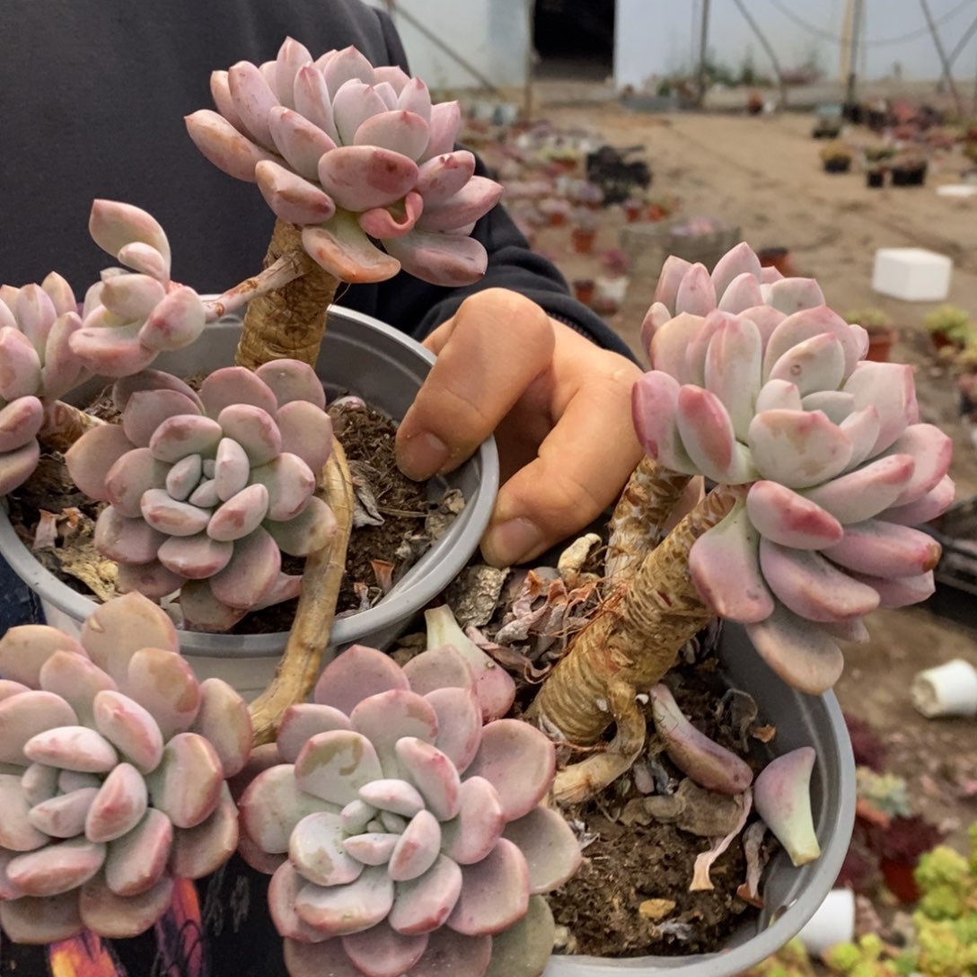 白露单头带仔两盆，120杯