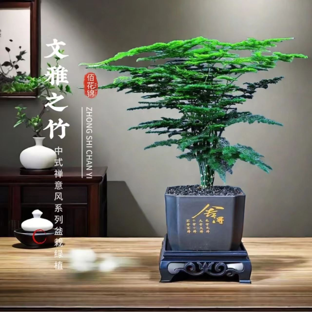 禅意文竹盆栽室内绿植适合办公室客厅书房桌面植物卧室摆件吸甲醛