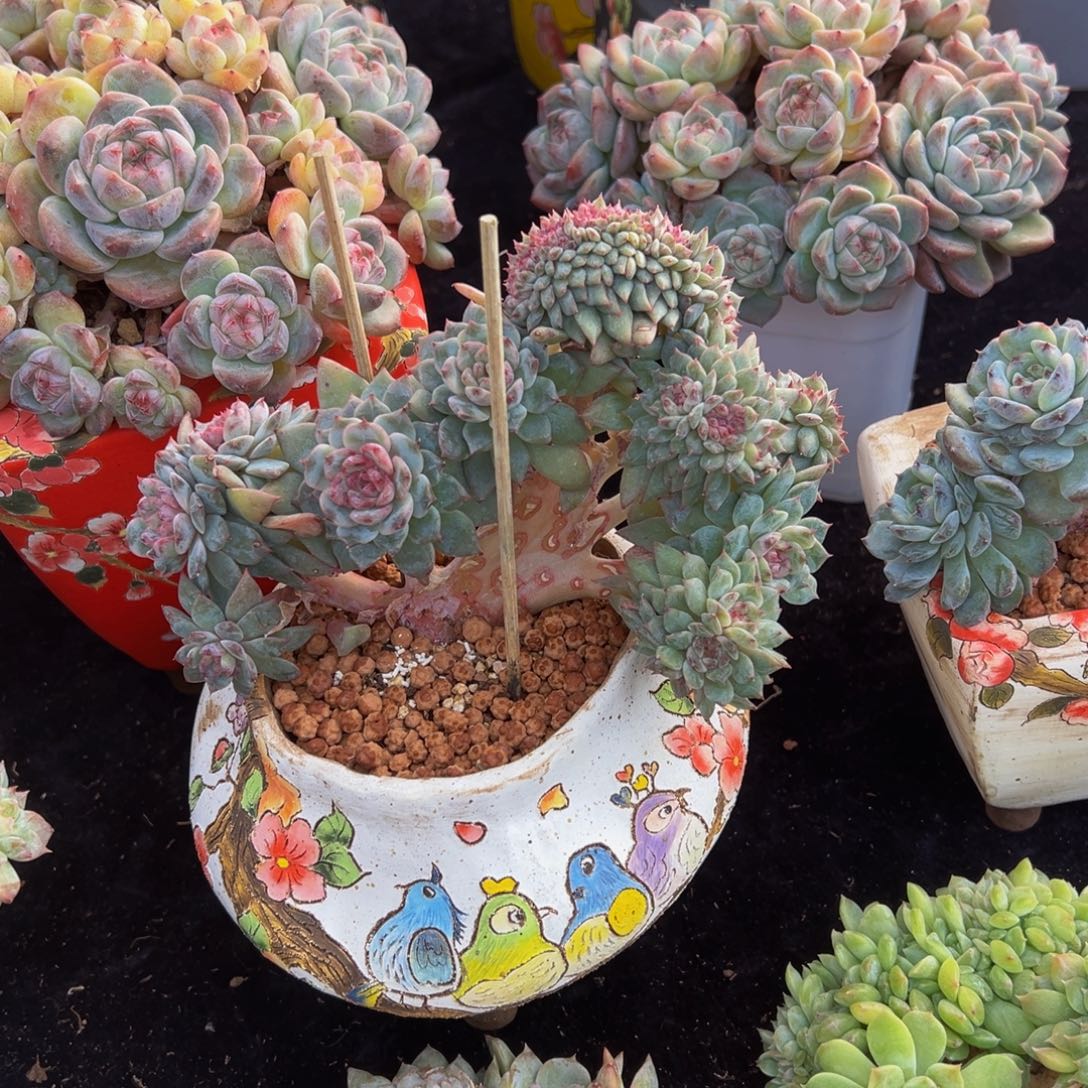 随***情树莓红茶冰魄缀化