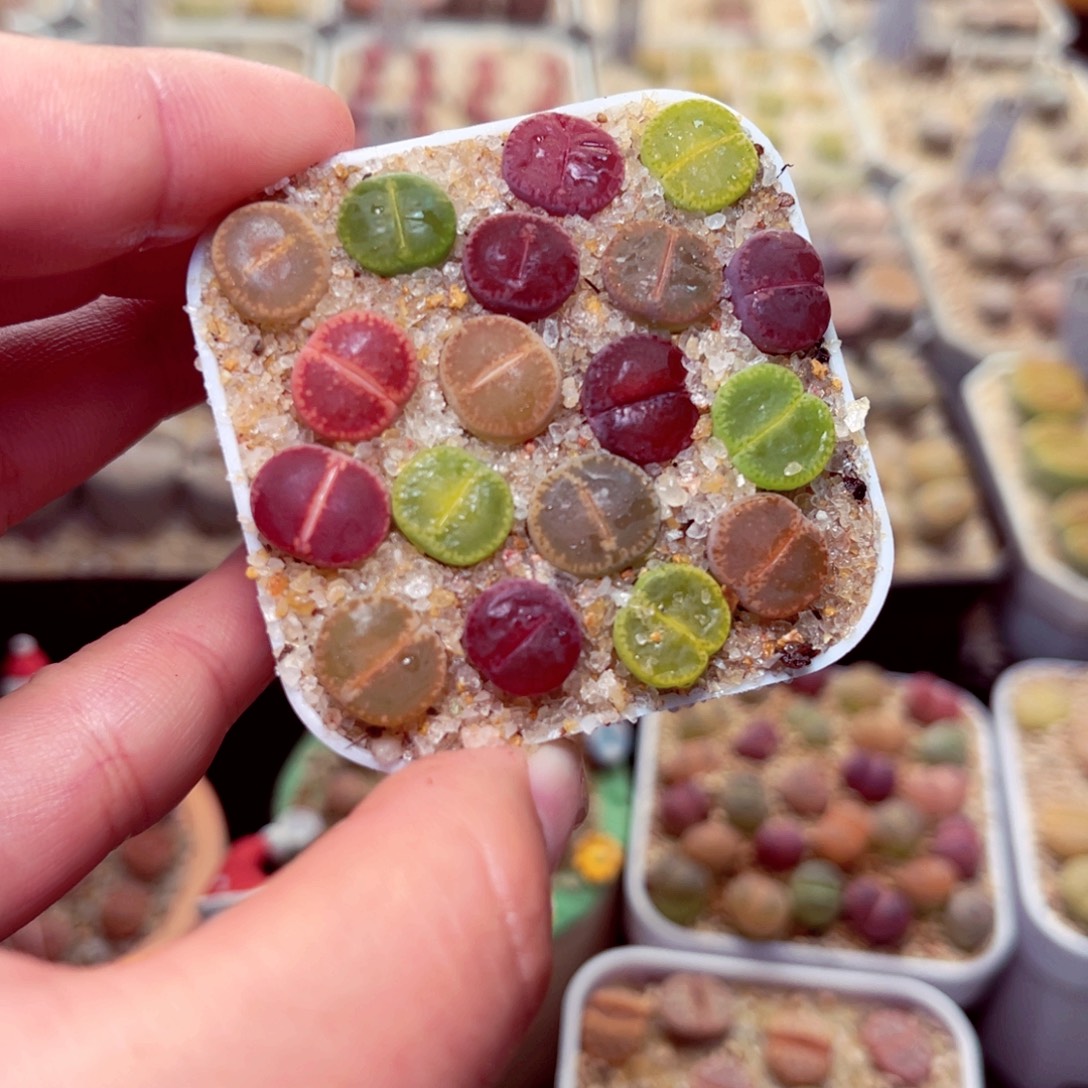 486号带盆盆人包邮发货