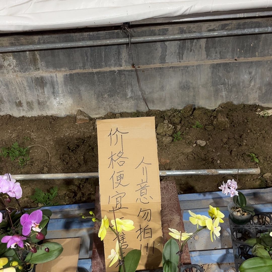 ****完全开放蝴蝶兰2个 不售后