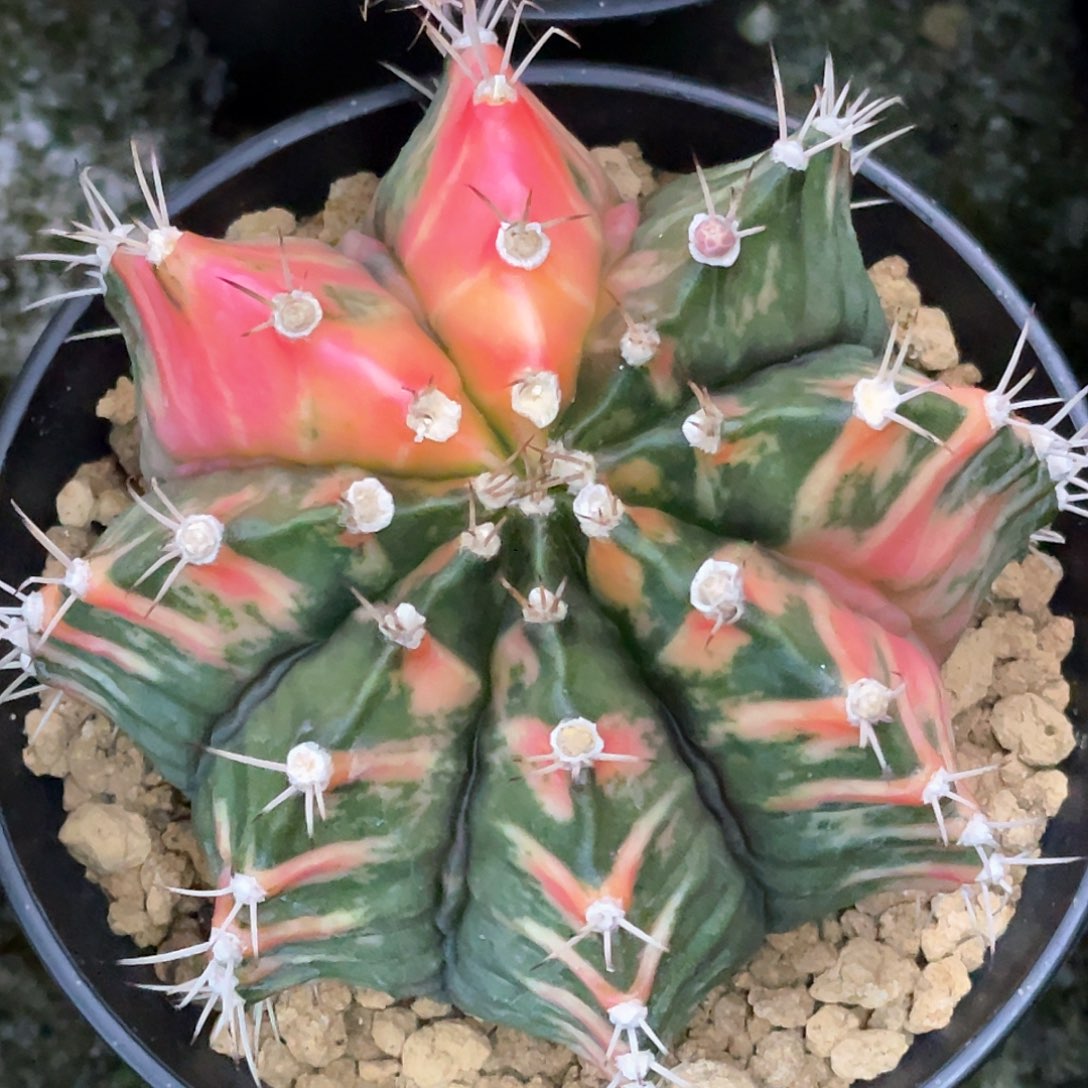 当前无花朵，栽培后可花朵