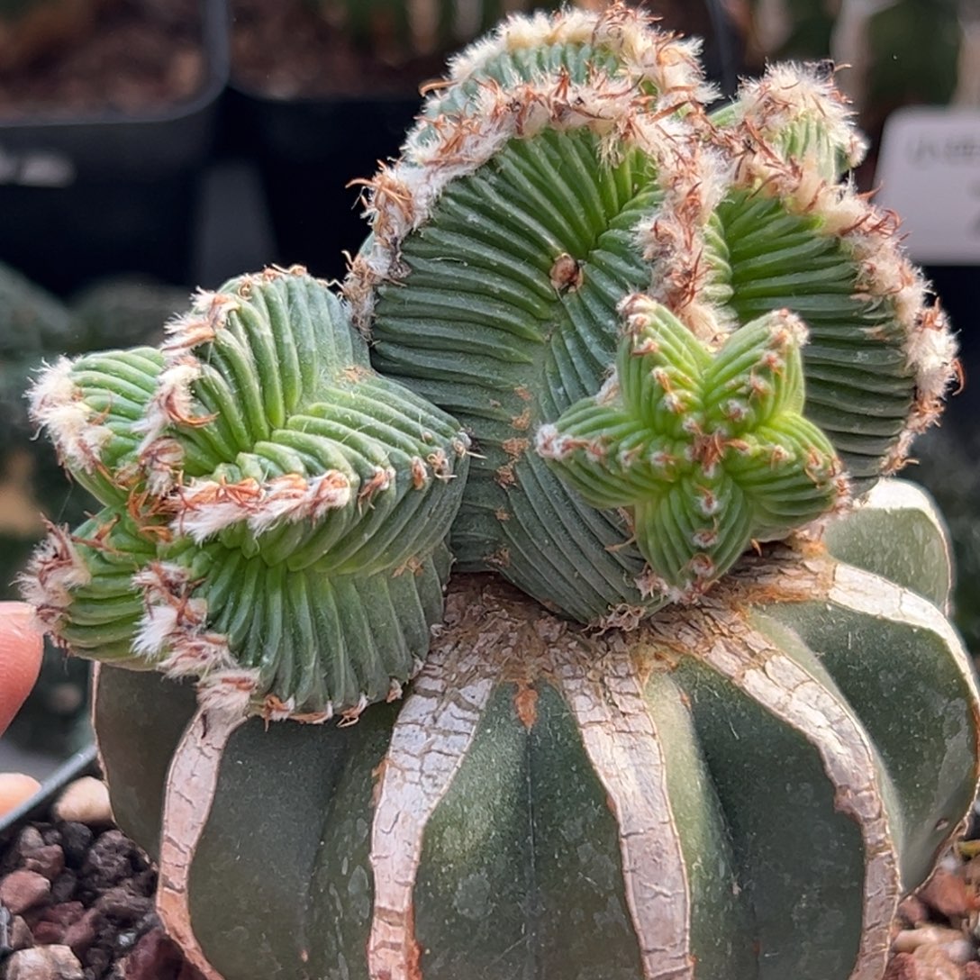 134 仙人球的世界里