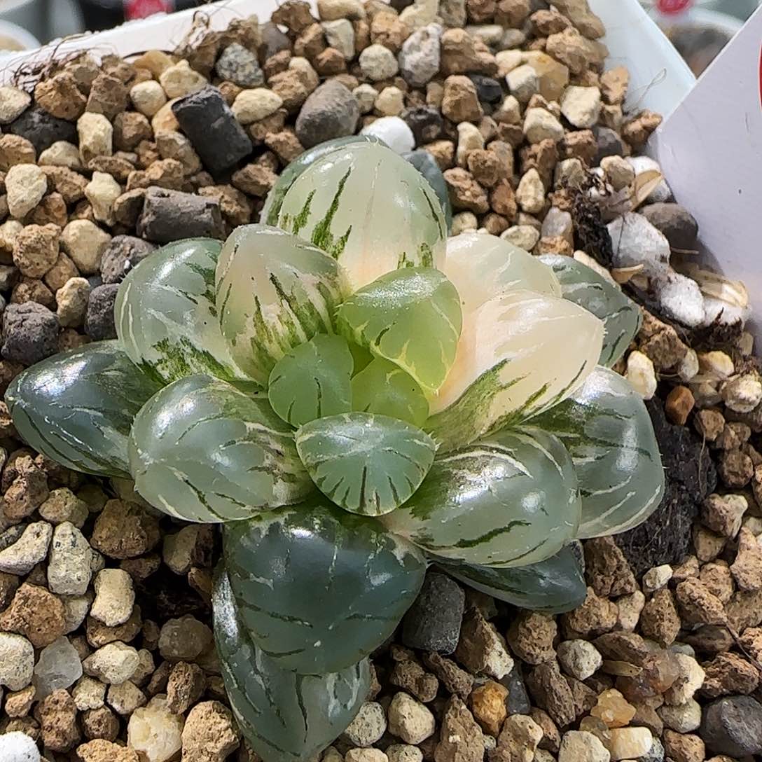 612号非组冰灯玉露锦一物一拍带盆