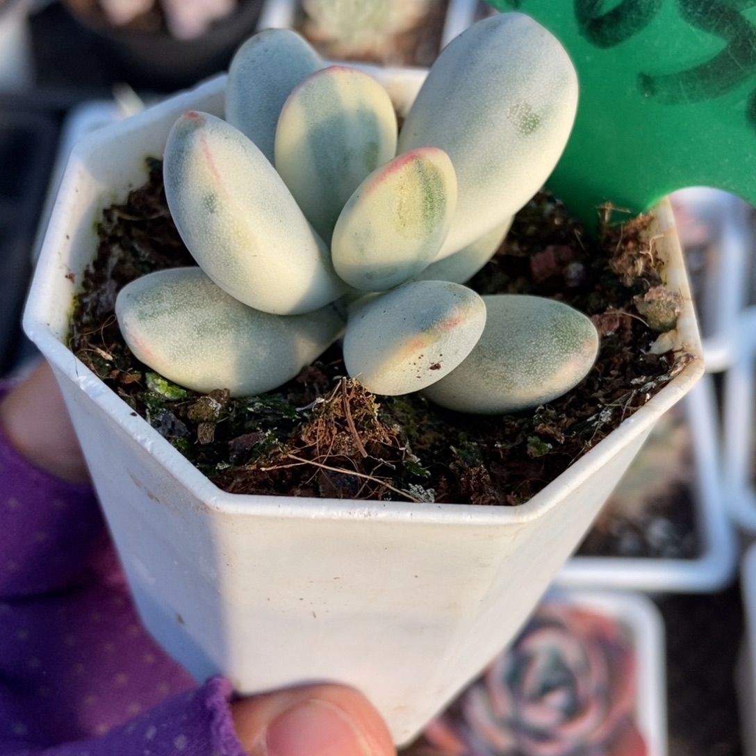 1038福娘锦多肉植物