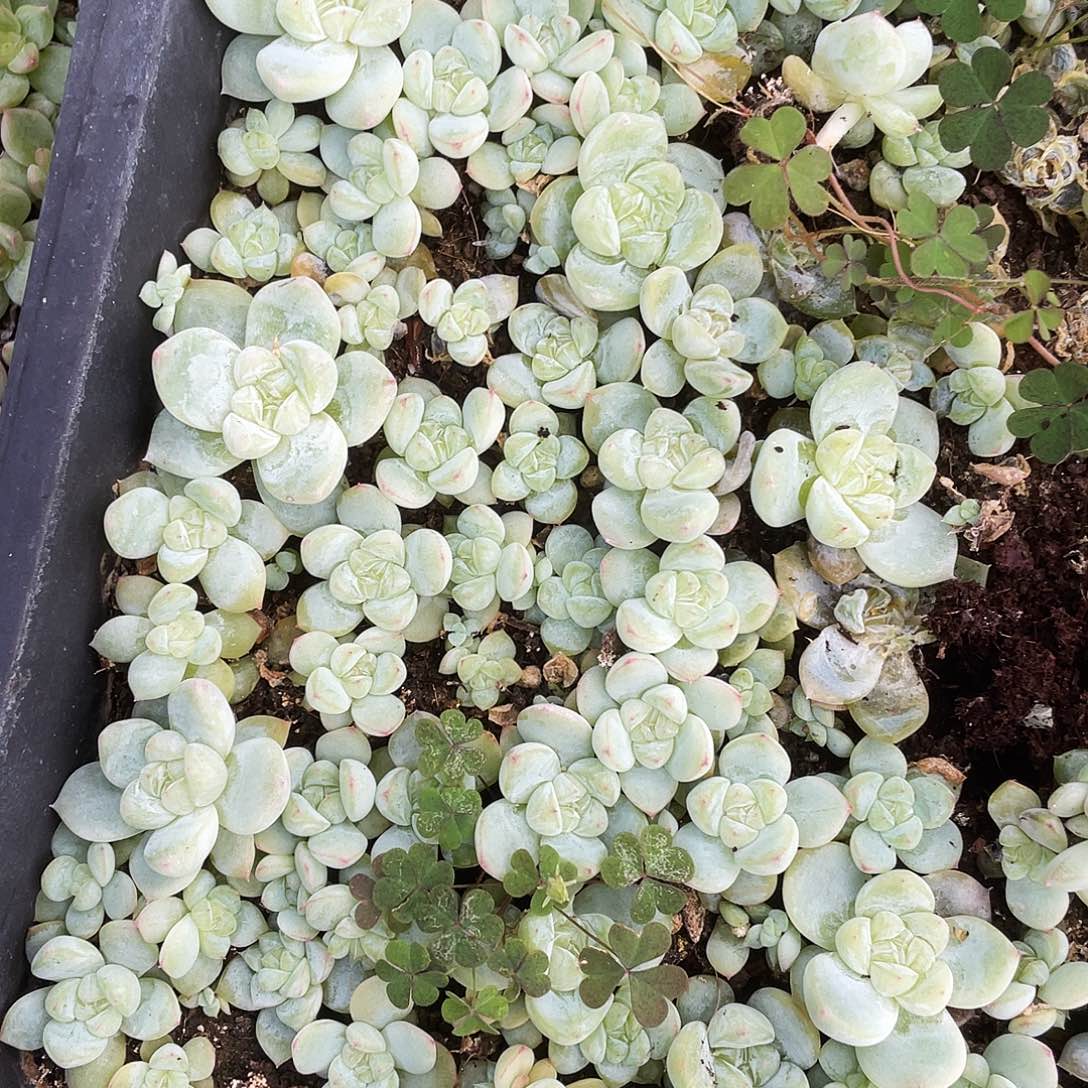 白泽中苗穴一个满25包邮