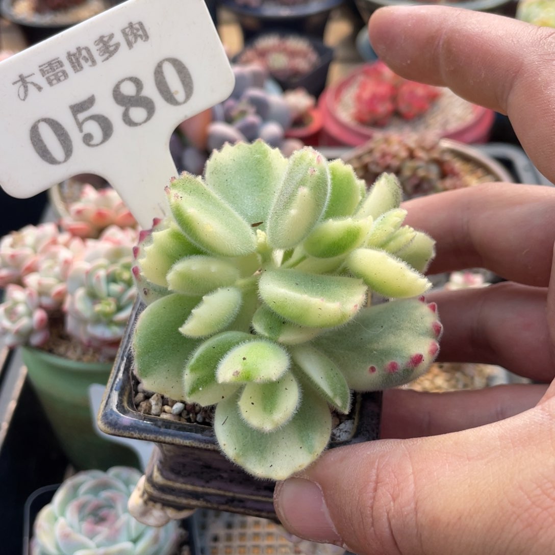 0580白熊不带盆6厘米
