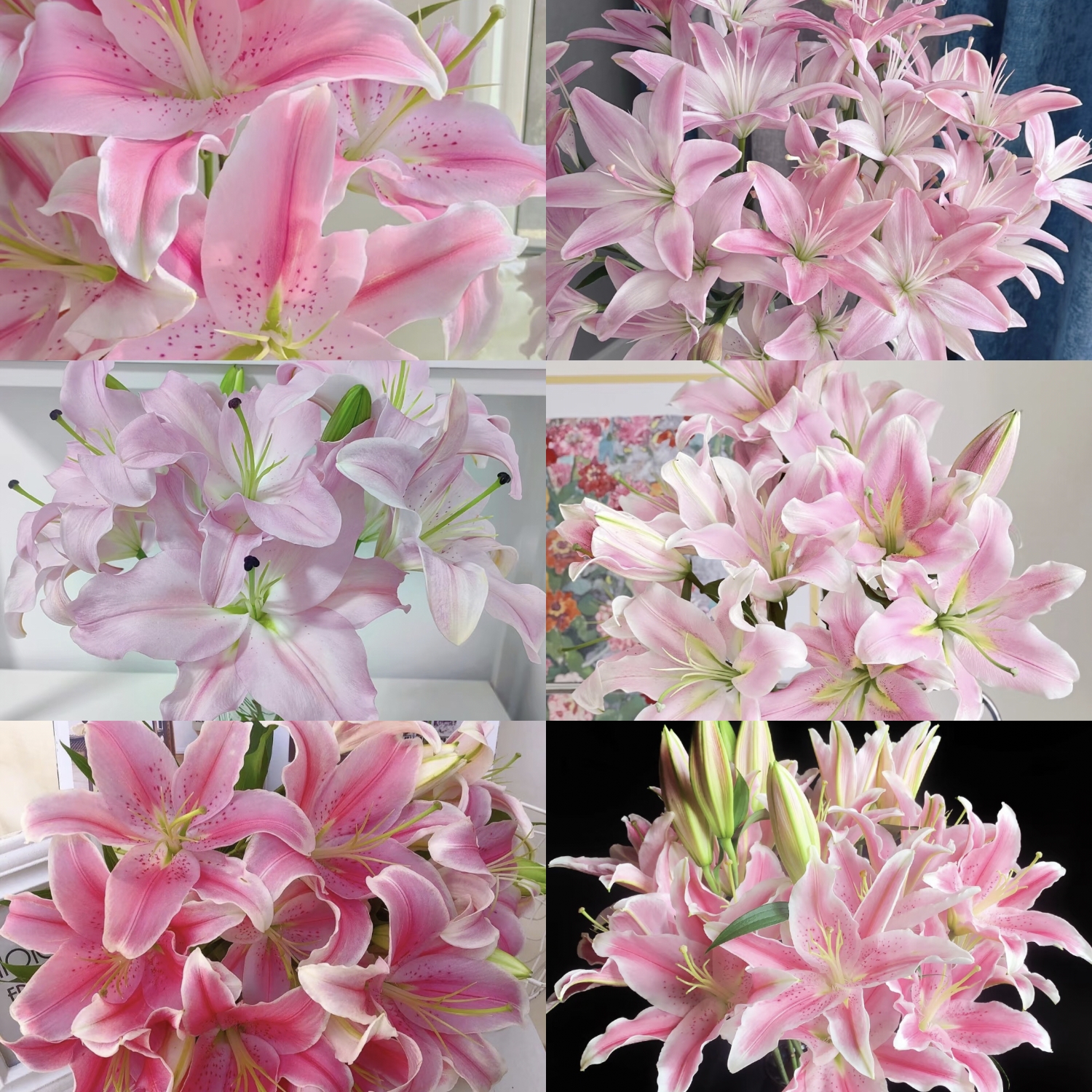 粉色系列香水百合【三单升级京东或顺丰】云南基地直发