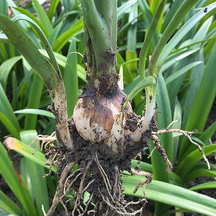 蓝色蜂鸟坨坨朱5厘米左右