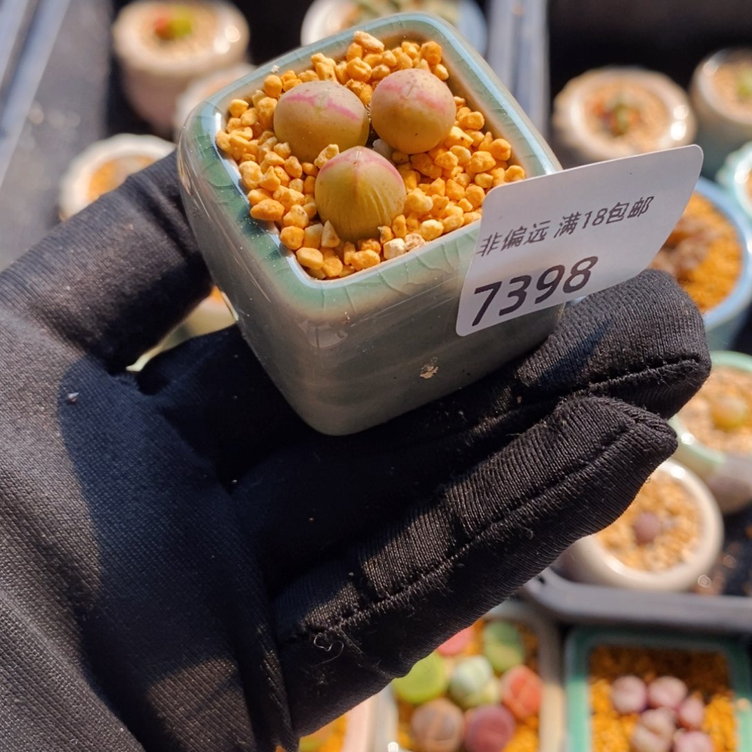 7398-一物一拍 带盆